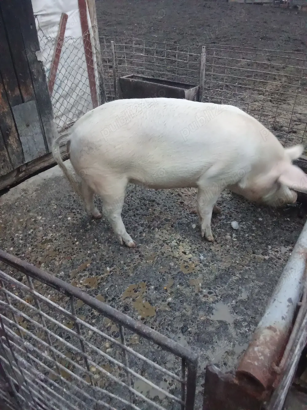 De vănzare porc de carne 