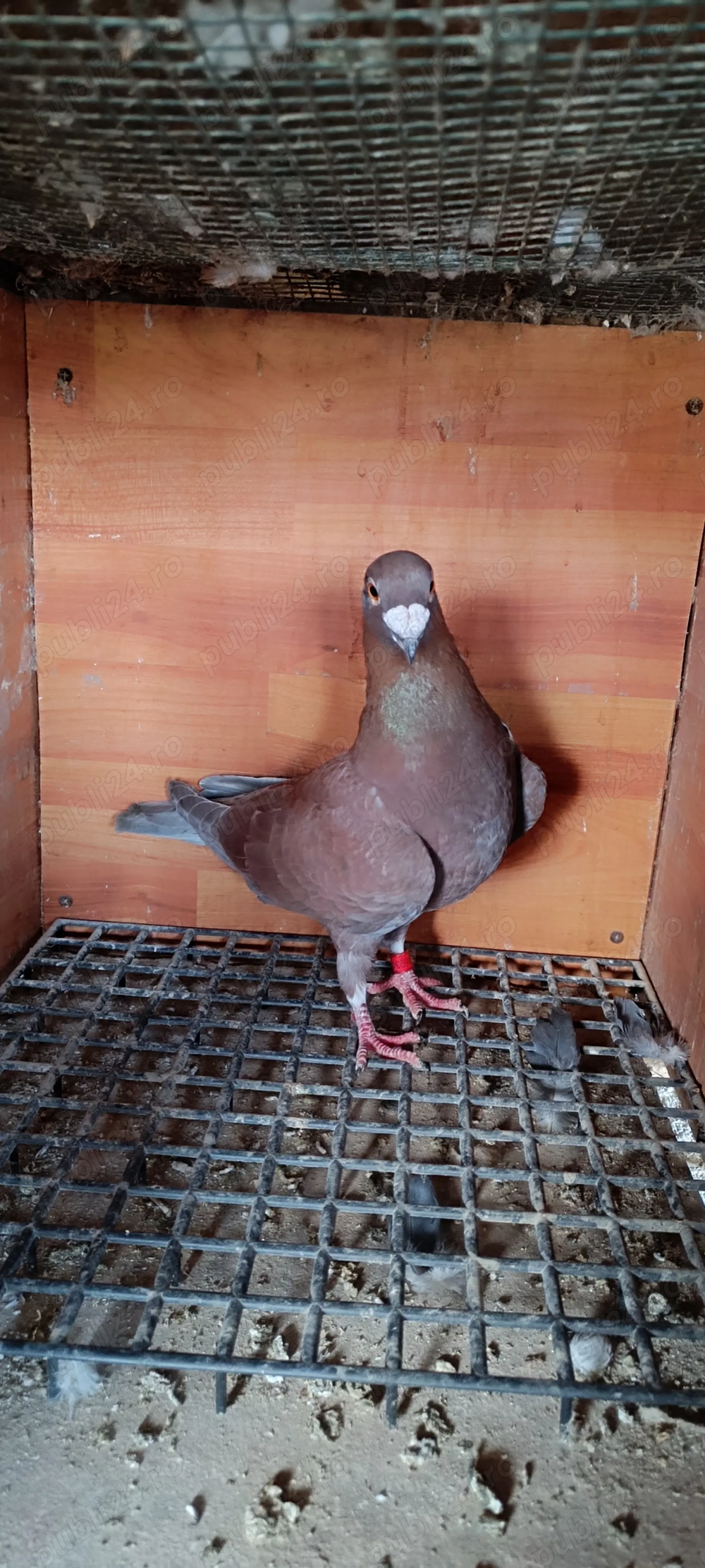 Porumbei culori rare 