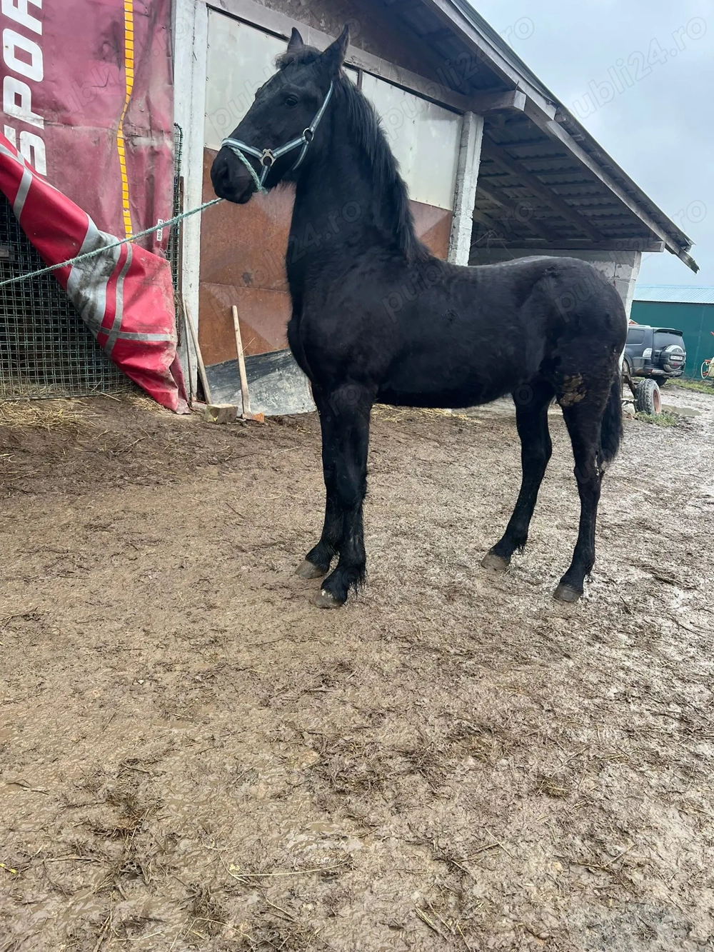 Manz Friesian  Frizian