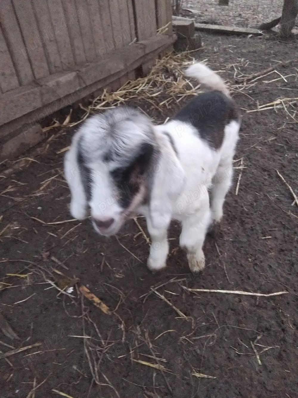 cine doreste iedut sau ieduta 