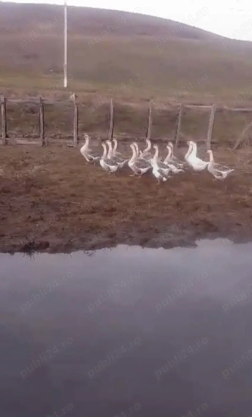 vand gaste clocitoare 