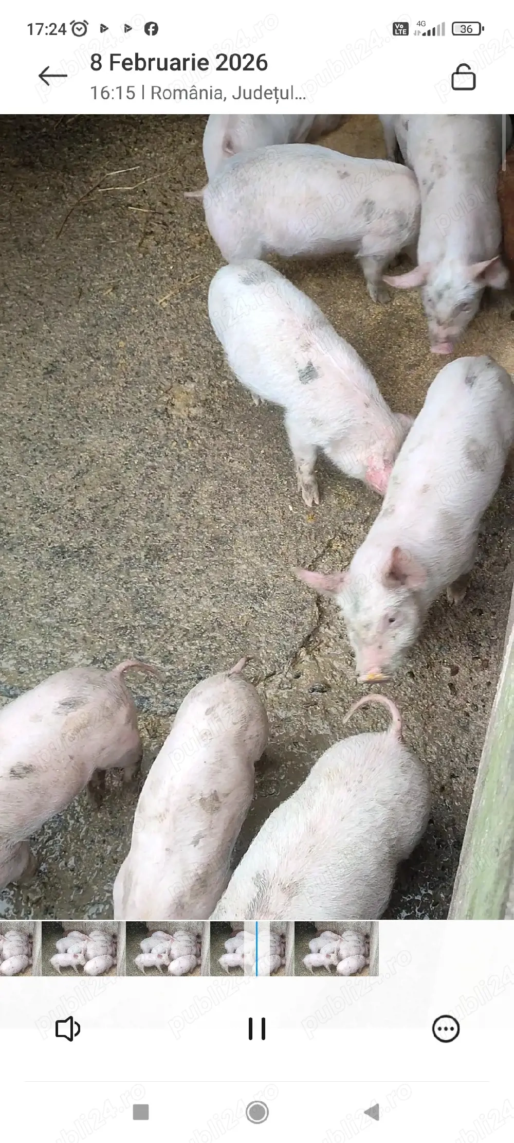 purcei marele alb x landrace 