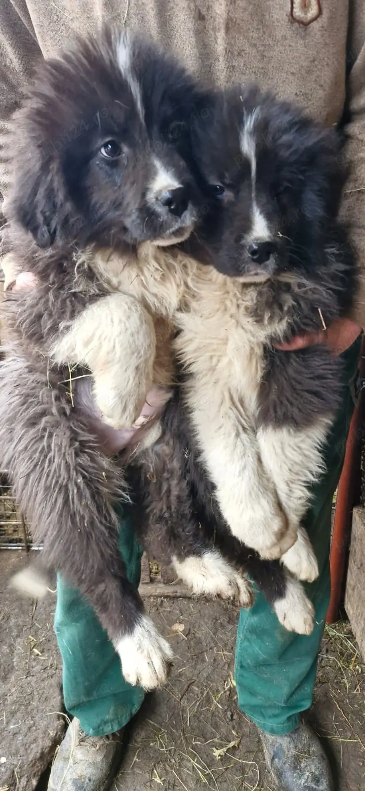 Pui ciobanesc de Bucovina 