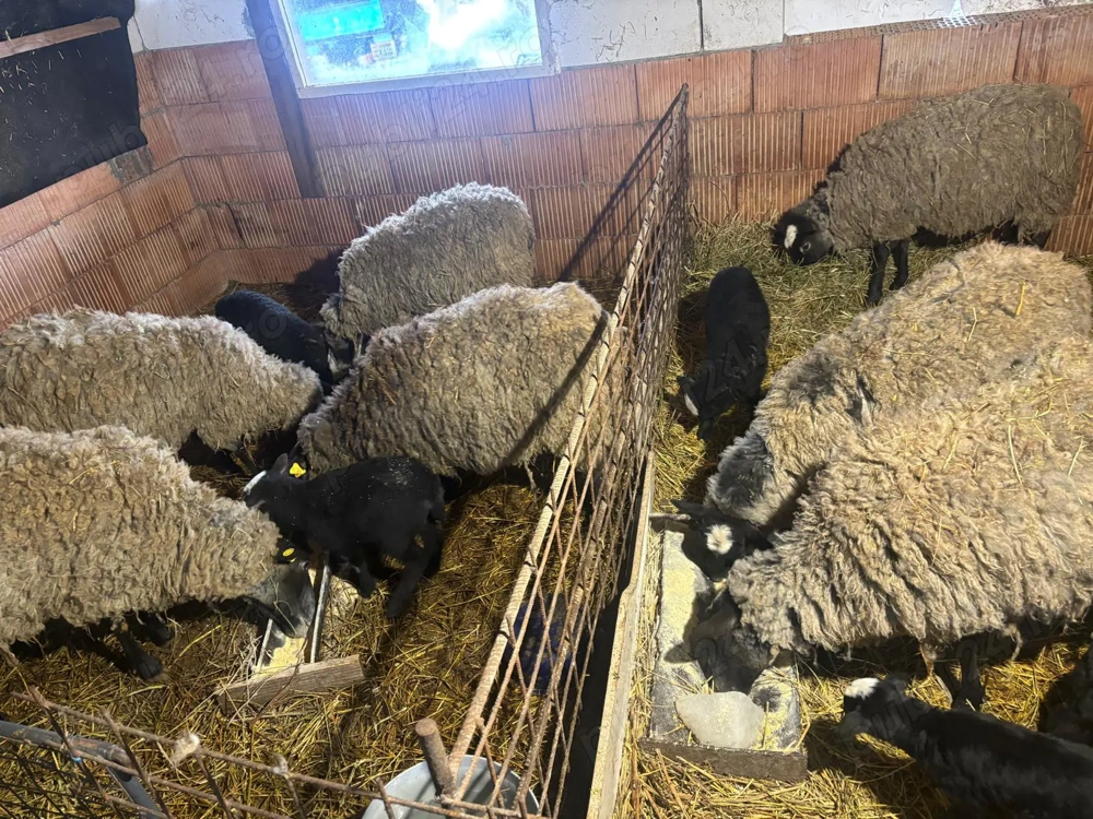 De vânzare! Oi și miei. 