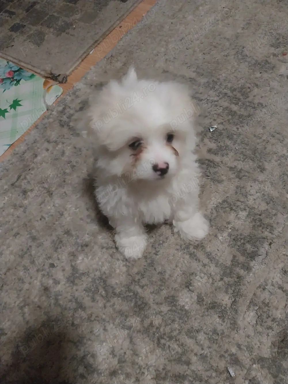    Cățel Bichon Maltez 