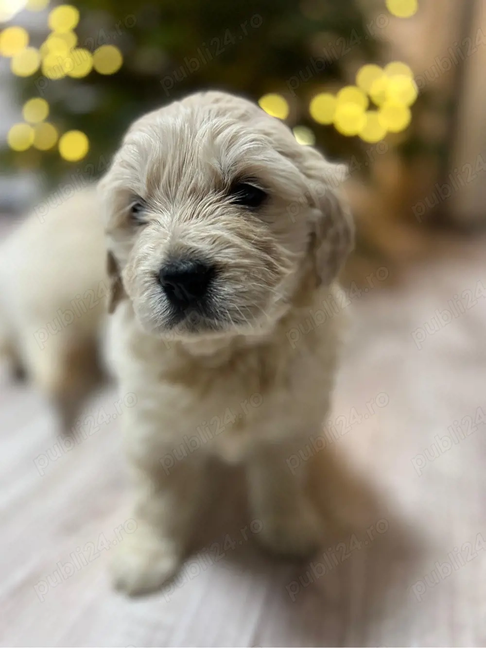 Pui Golden Retriever