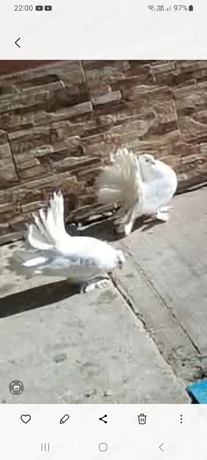 Porumbei voltați indieni!