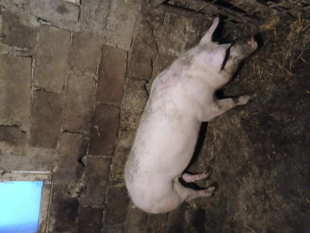 Vand 2 porci de carne