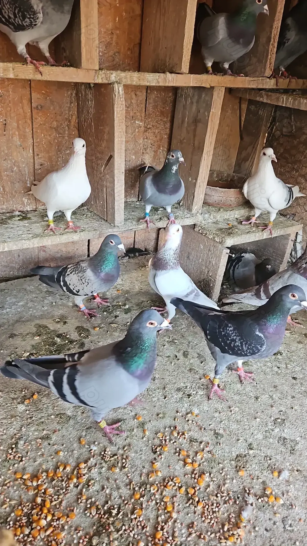 Vand porumbei voiajori fond si maraton.