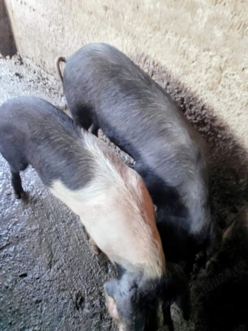 Scrofițe Bazna de vânzare!