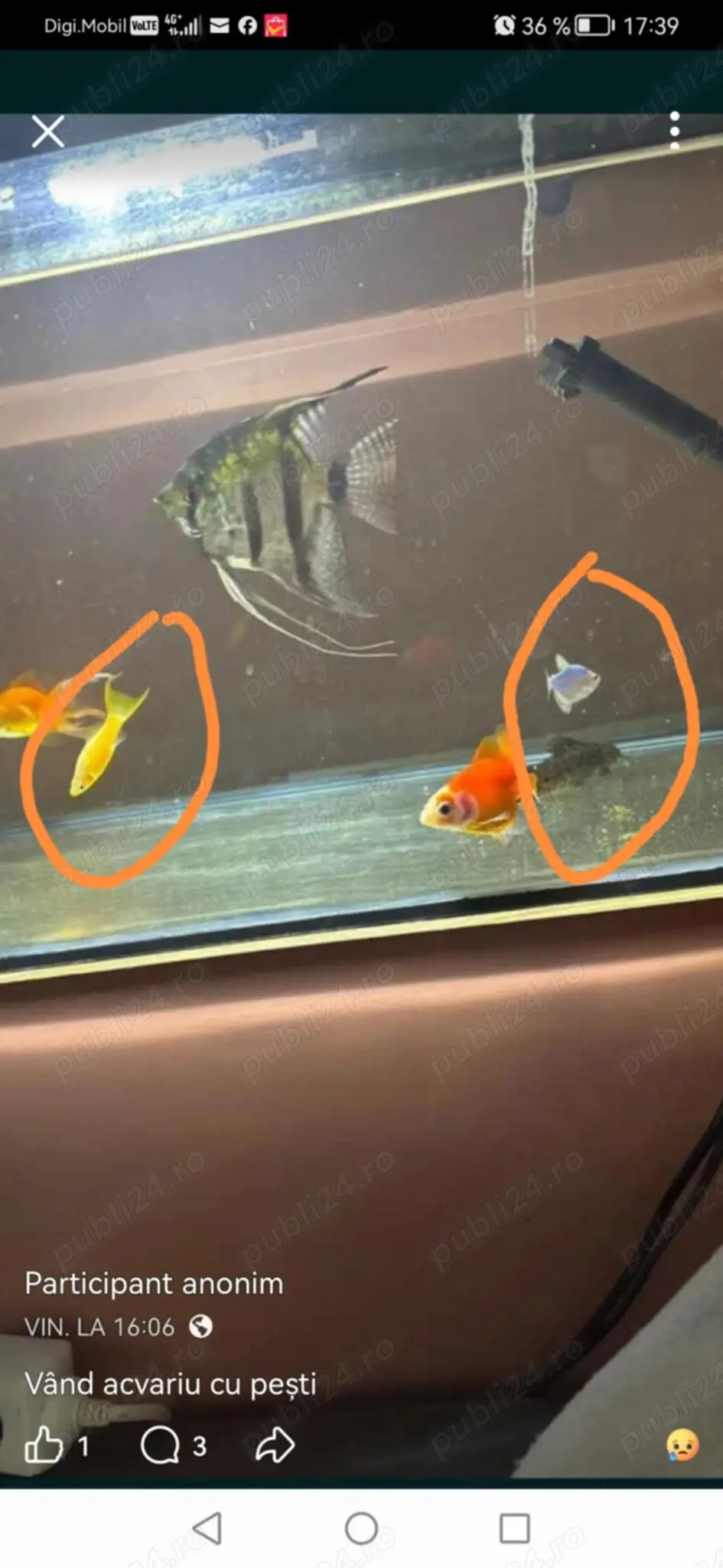 Vând acvariu pești 