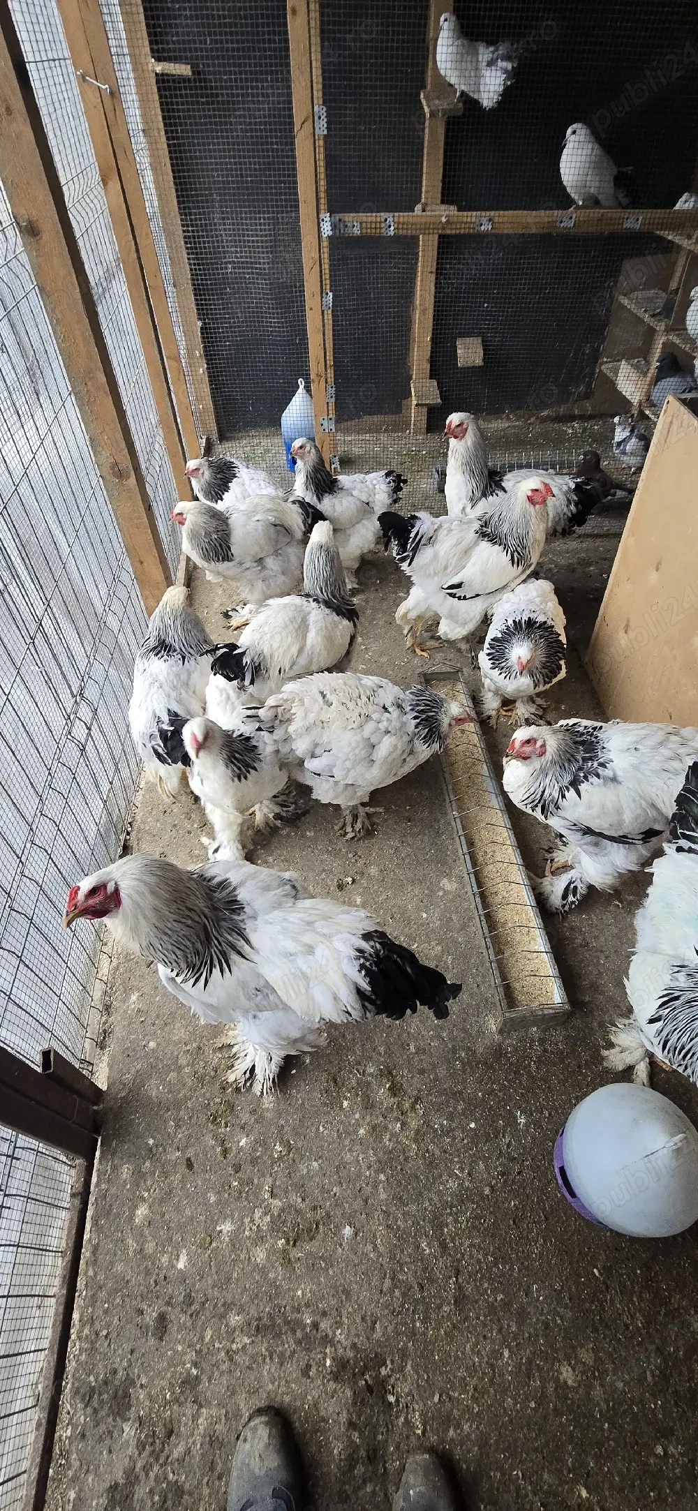 brahman herminat deschis 