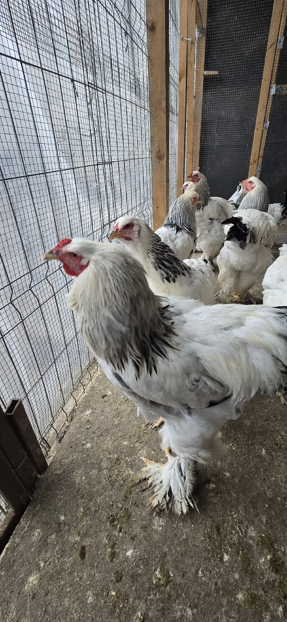 brahman herminat deschis 