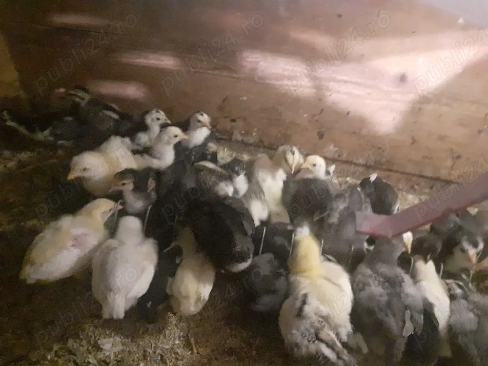 Vand pui gaina pitica si chaboo sau metisi italiana cu australorp sau pinta pinta