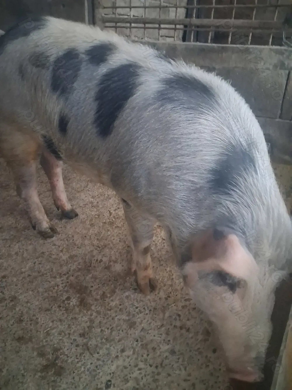 de vânzare scrofiță 85 ..90 kg rasă petrean ofer transport 