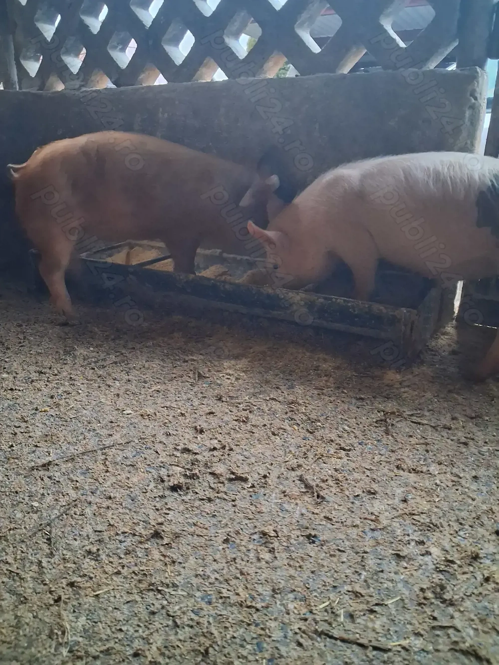 de vânzare 1 mascul și 1 scrofiță rasă marele alb și duroc 