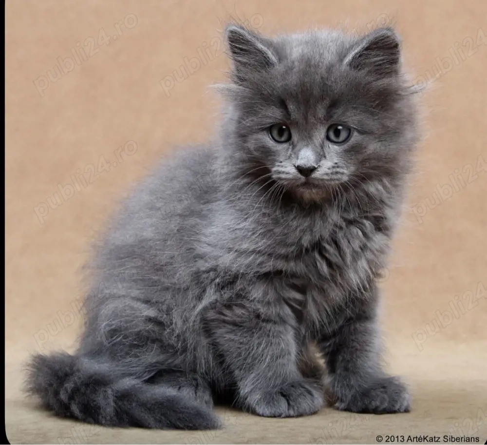 Maine Coon blue 