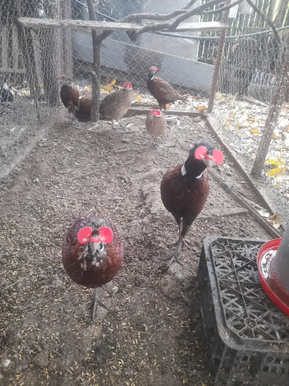 Fazani comuni*Masculi