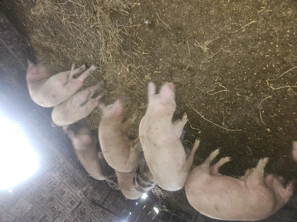 schimb cu mașina sau duba