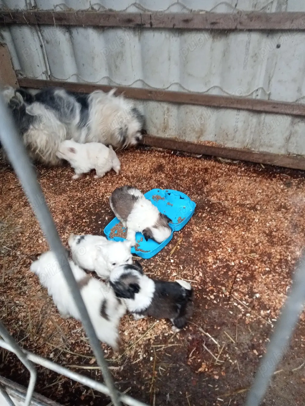 cinci pufoși la o luna nu sunt vaccinați pret 250lei bucata 