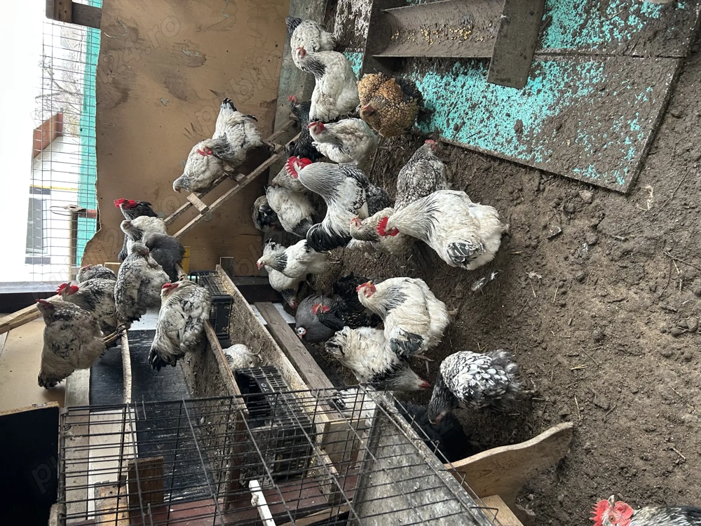 Vând Cocoși 150 lei