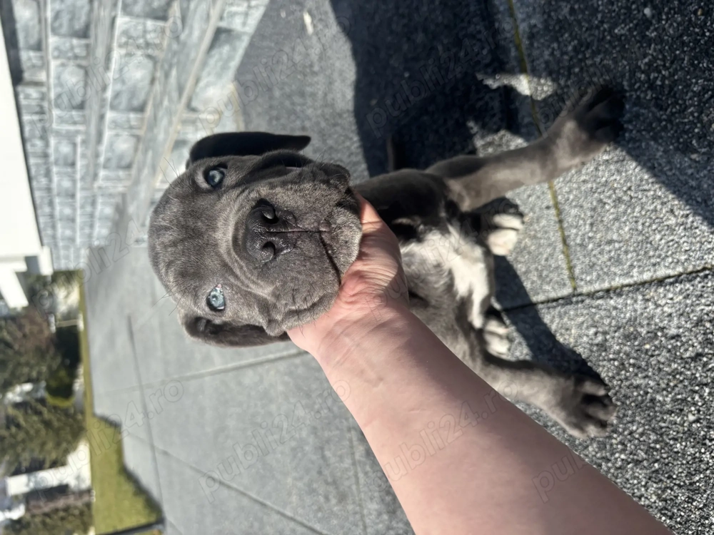 Vând mascul cane corso 
