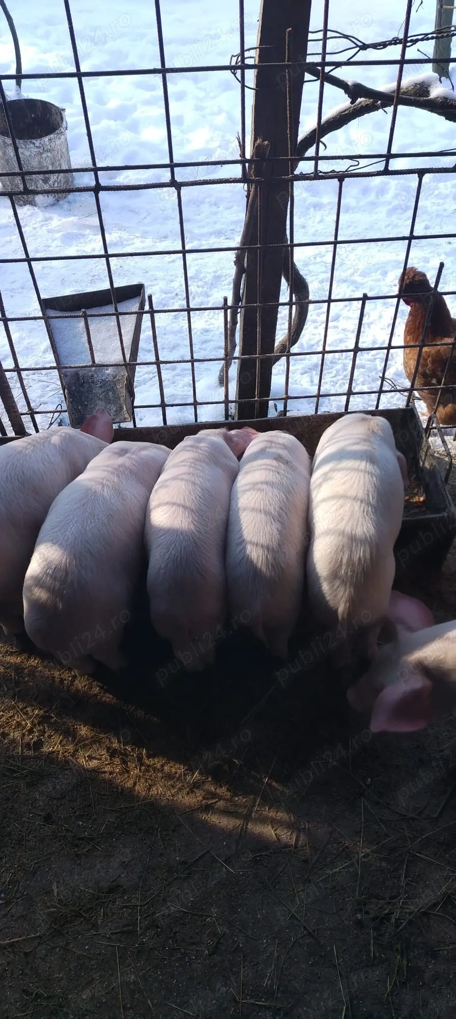 purcei de vanzare Landrace 