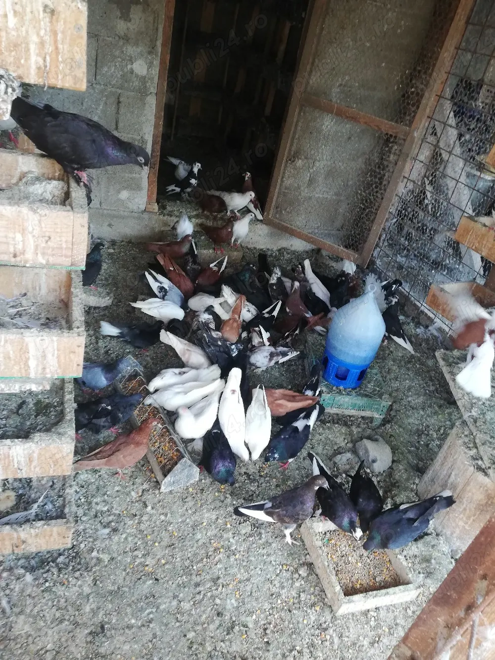 Porumbei de ornament