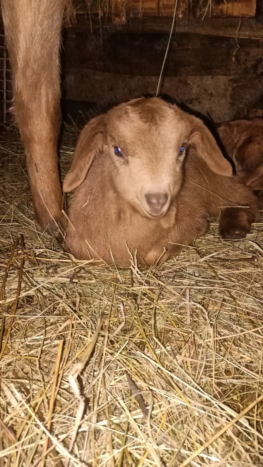 Vand ied metis anglo-nubien