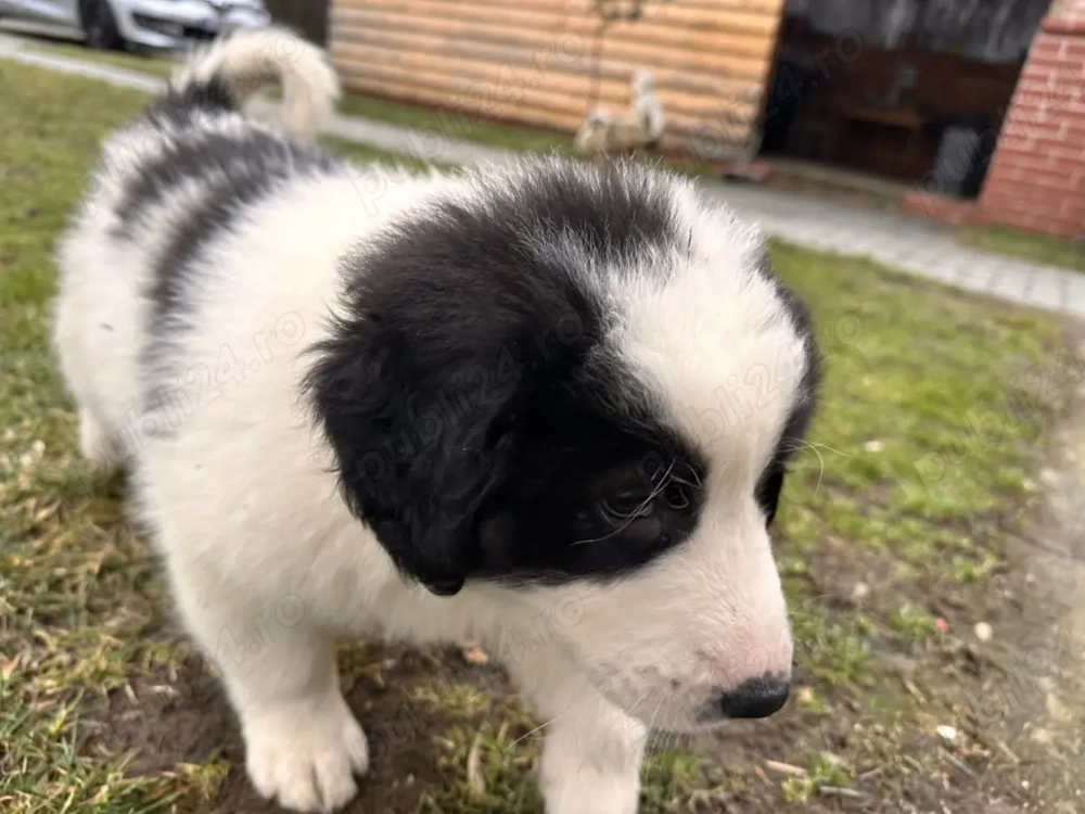 Catei ciobanesc de bucovina