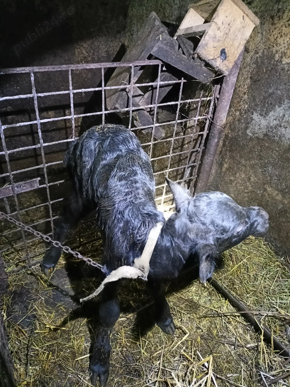 Vițea de bivoliță 