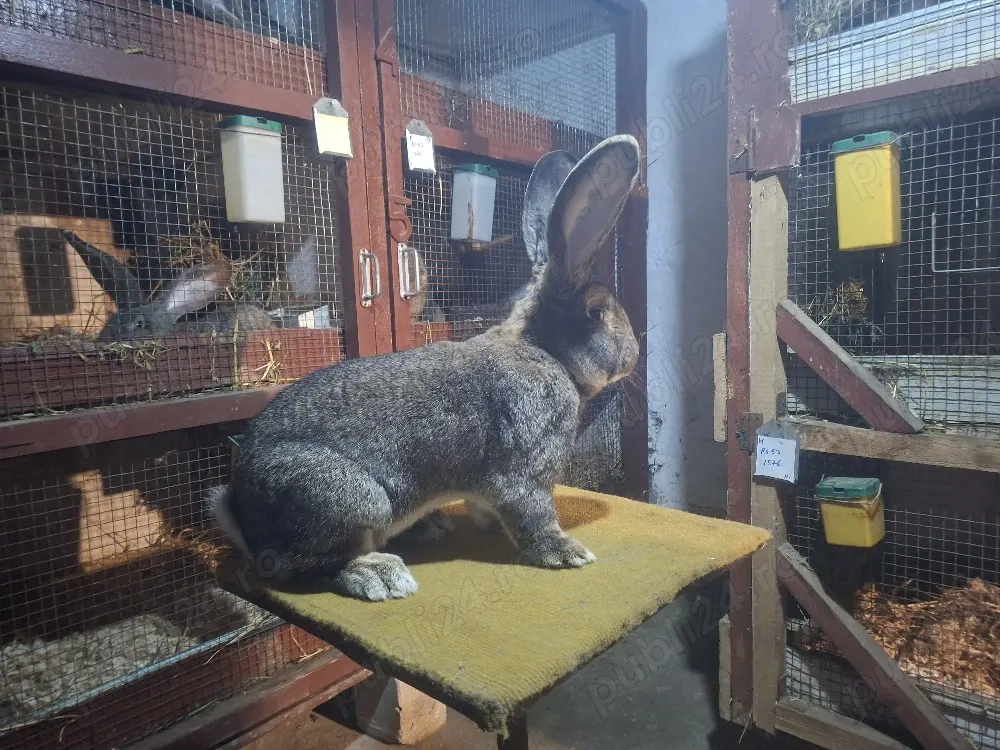 Mascul uriaș german 