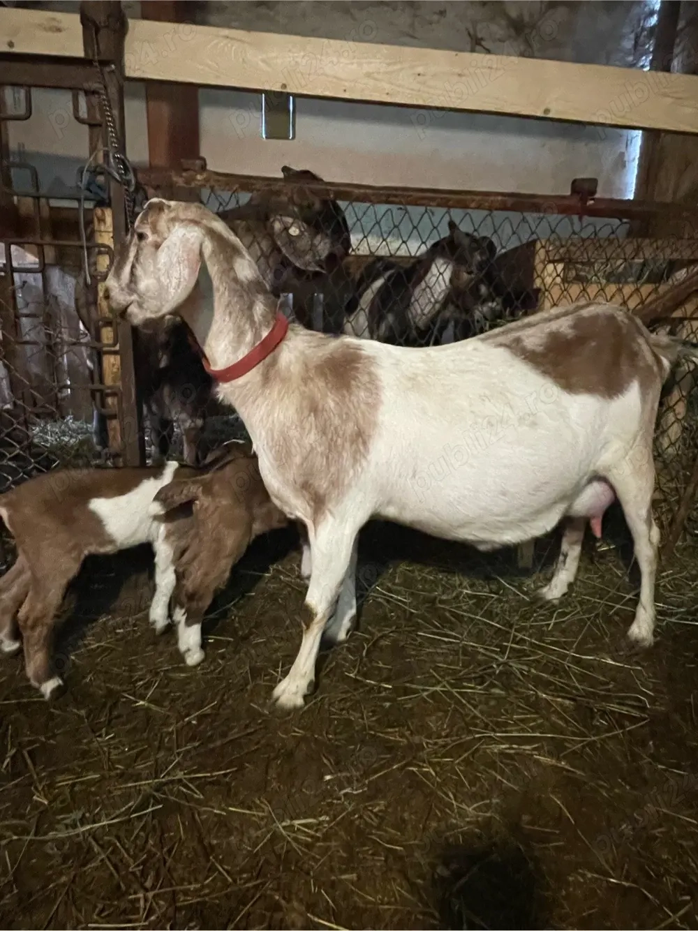 capra anglo nubiana cu iedute 