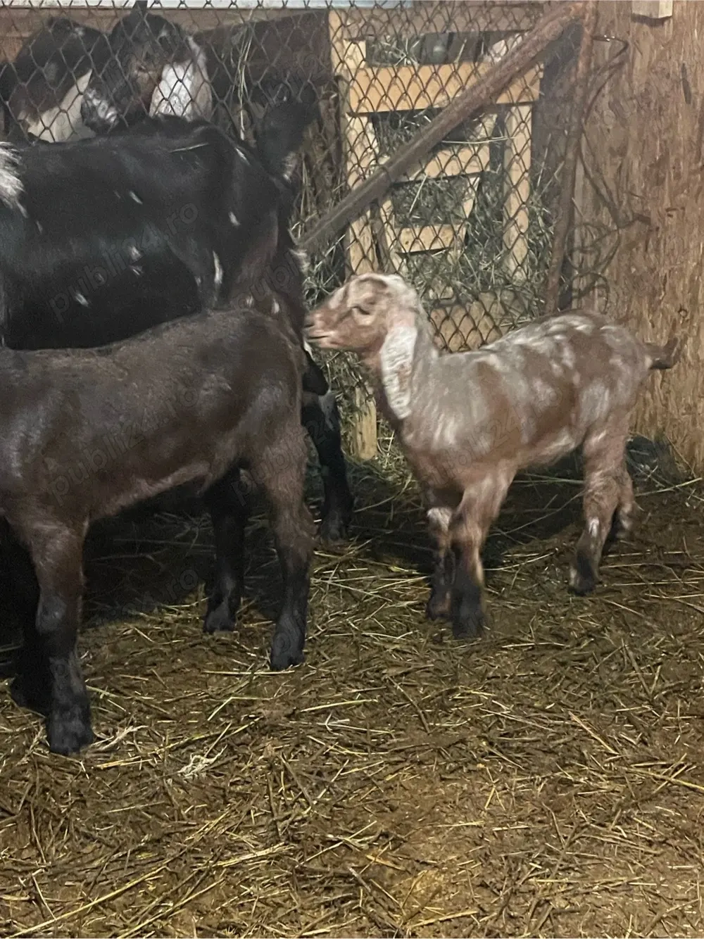 capra metis saneen cu anglo cu iezi