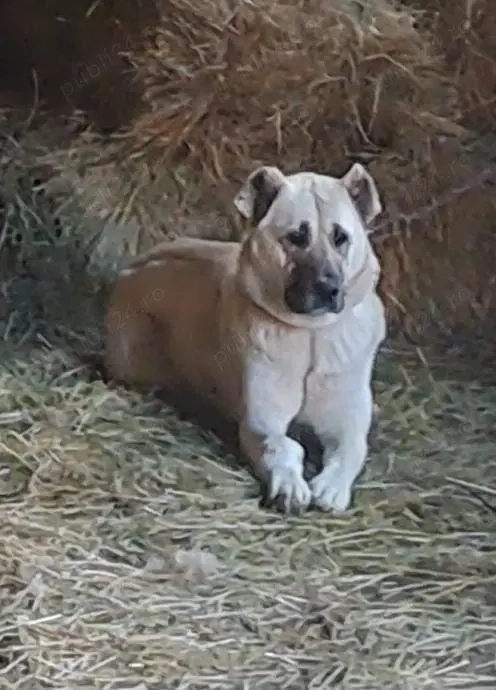 Vând femelă Kangal 