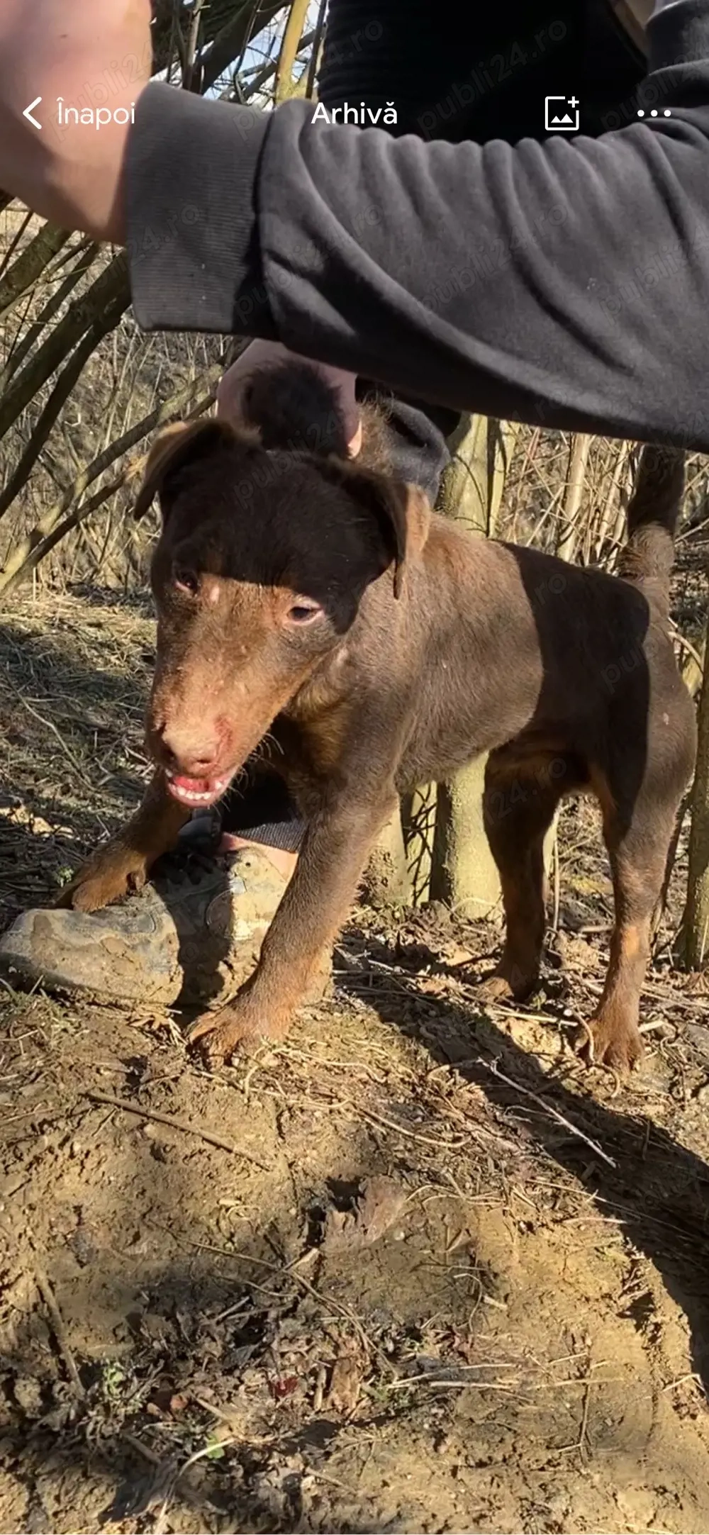 Mascul Jagd Terrier jagdterrier 