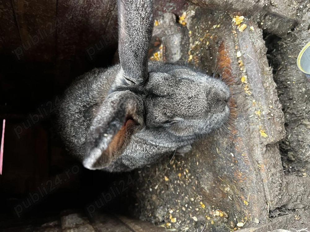 Iepuri și gâscani de vânzare 