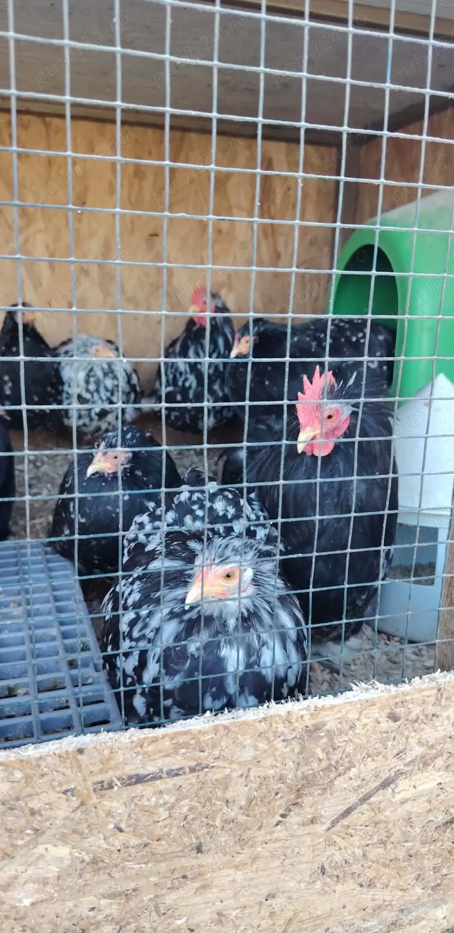 Familii si perechi cochinchin pitic bobat