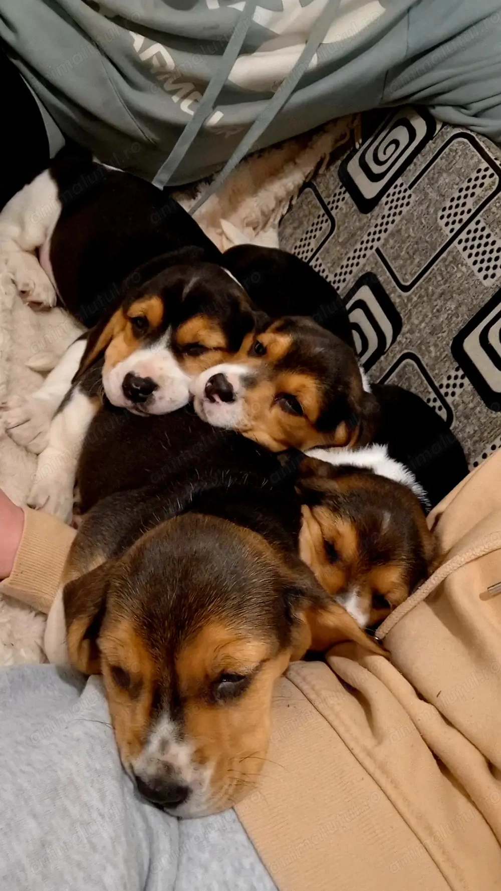 Cățelușă Beagle de vânzare!