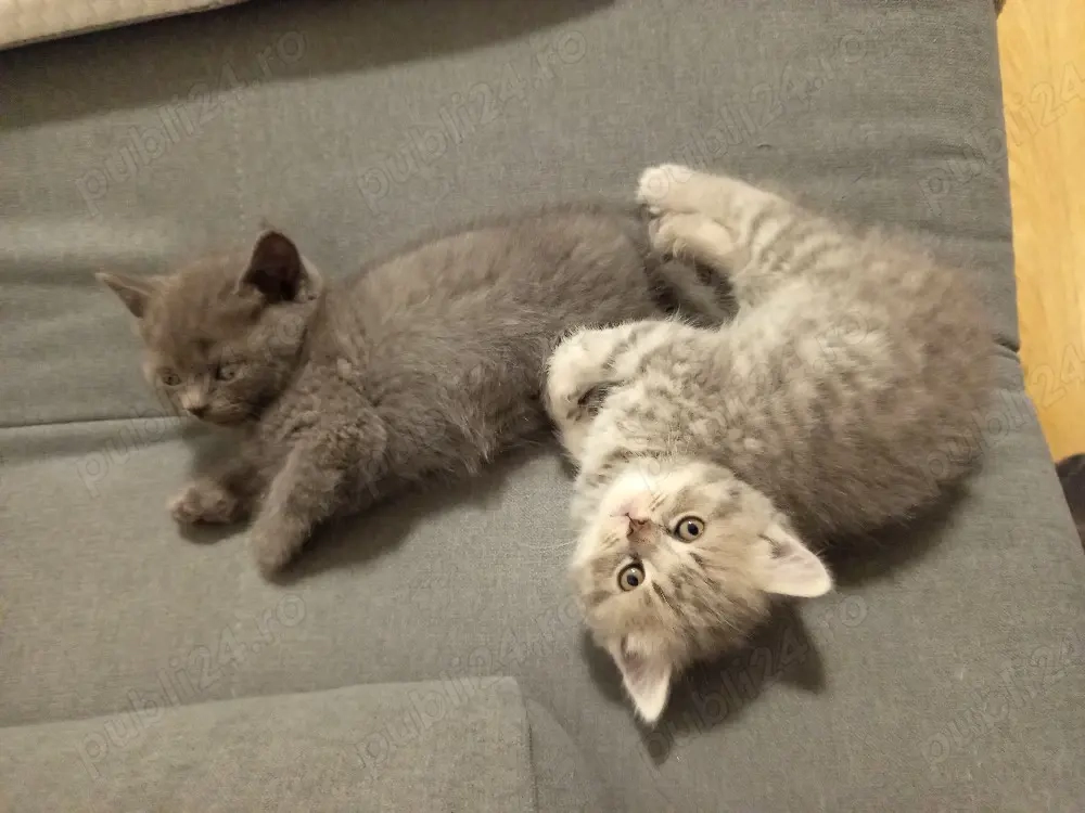 pisoi british shorthair