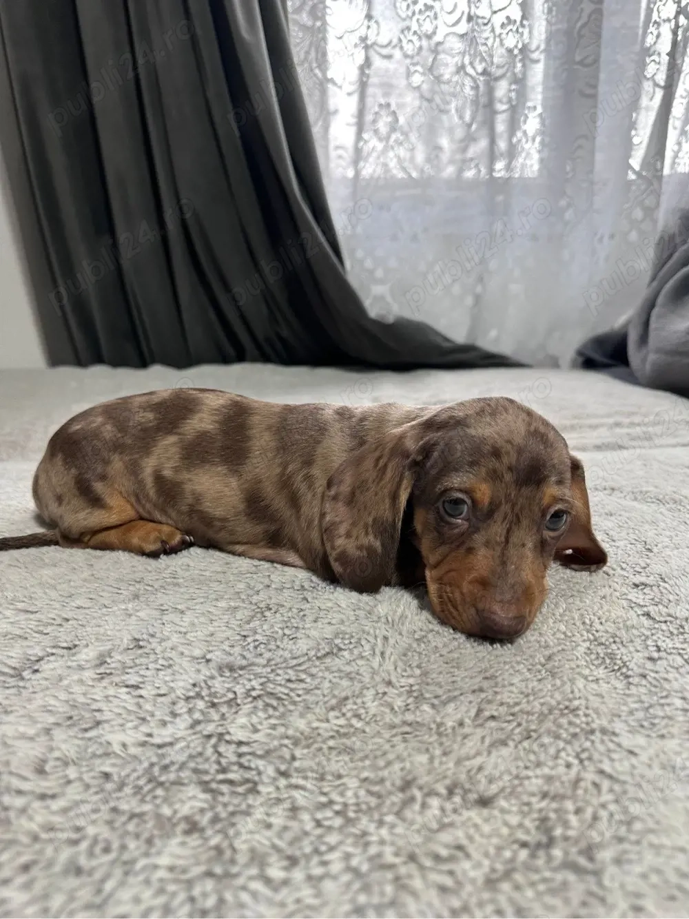 Teckel Mini Arlechin