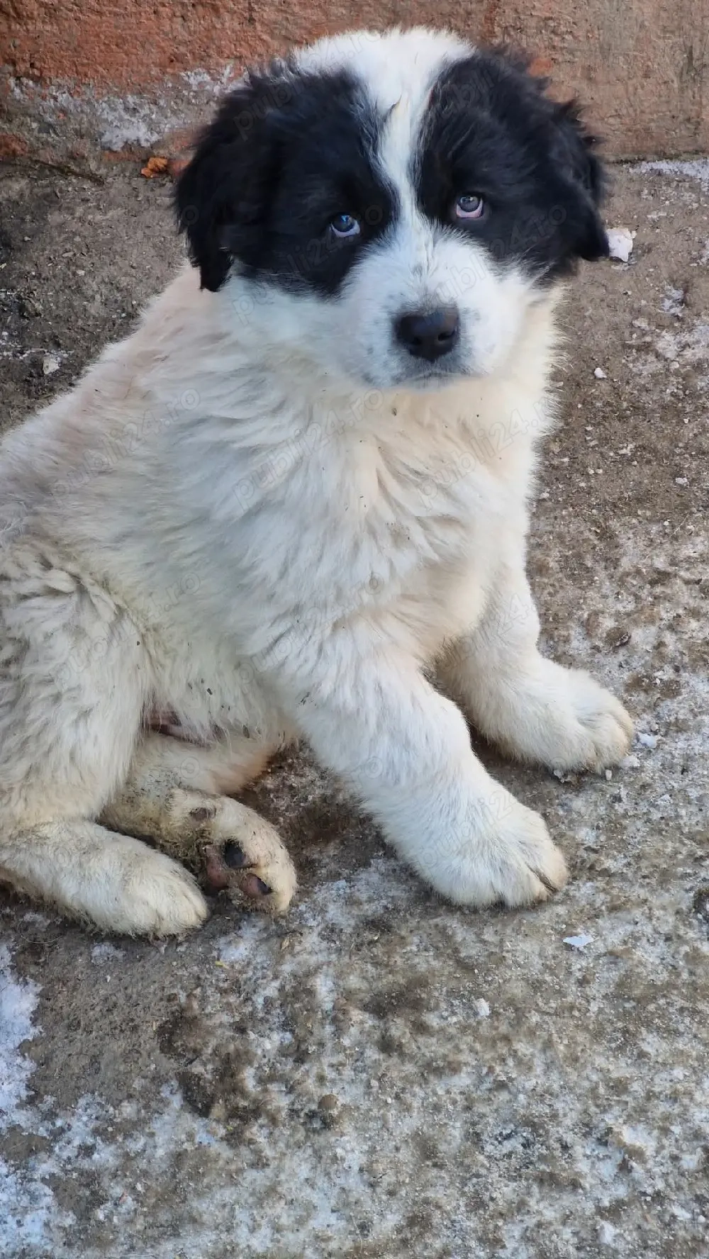 Ciobănesc de Bucovina 