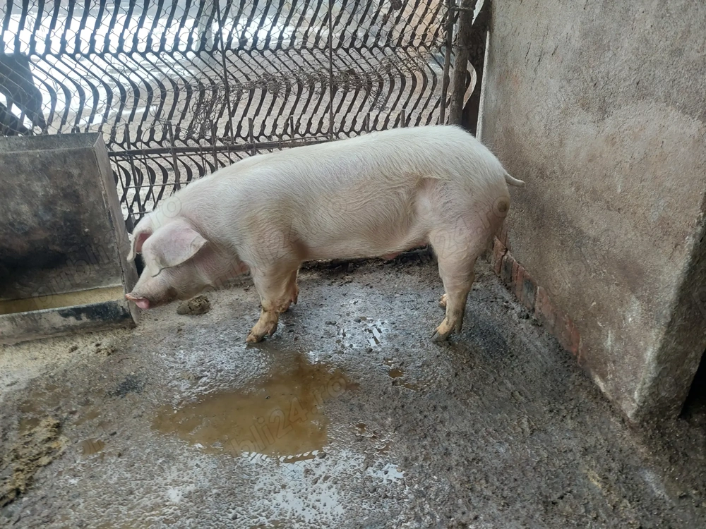 Vând porc Landrace pentru sacrificat