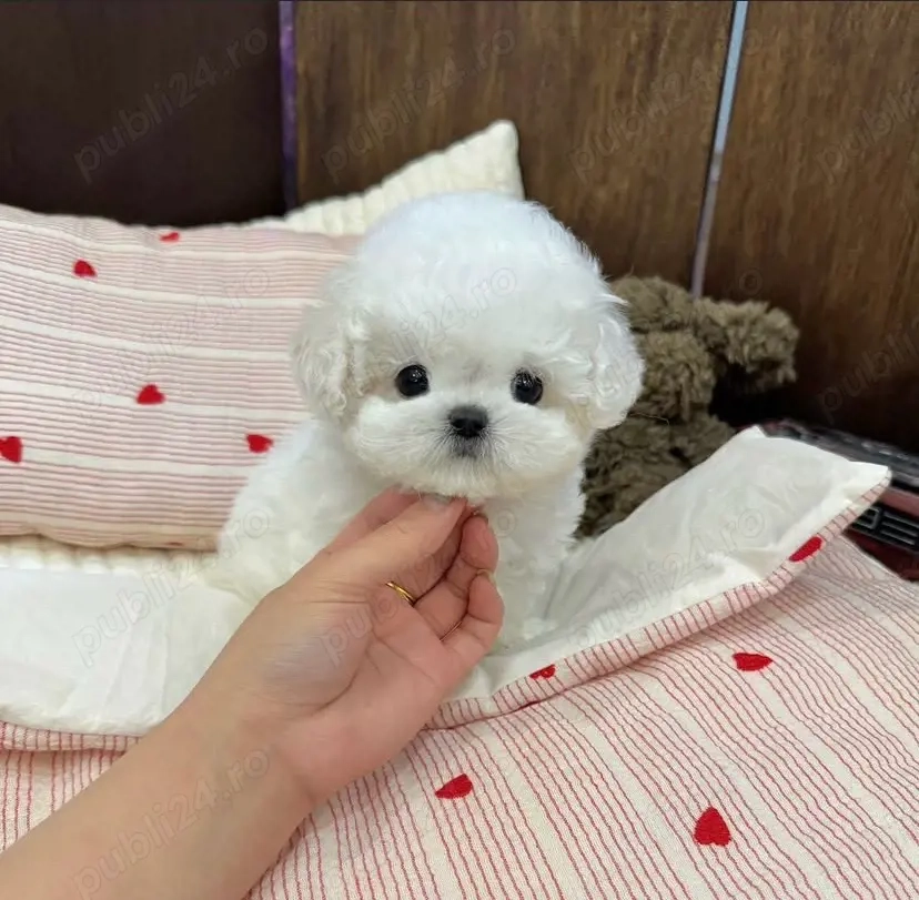 Bichon Maltez mini toy 