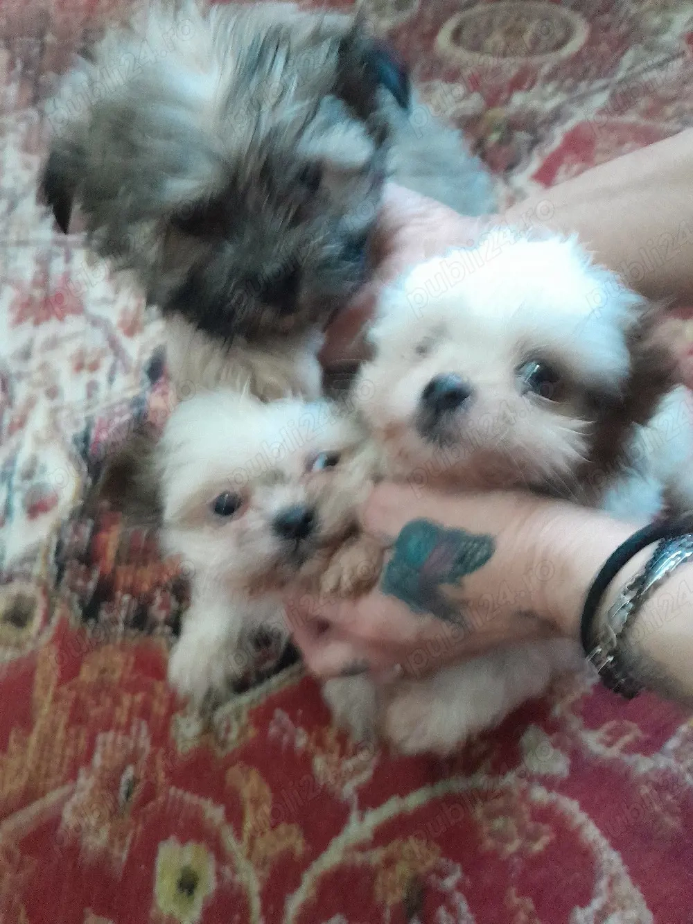 Vand căței Bichon Havanez