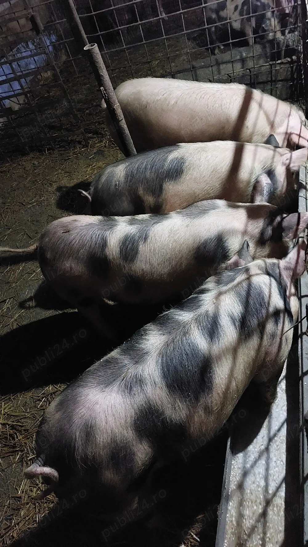 porci de aproximativ 70 kg