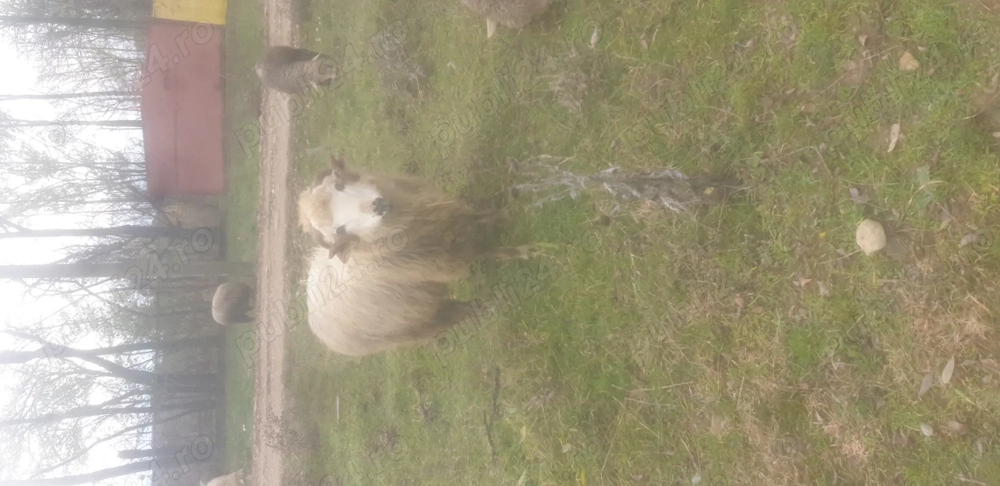 Vând doi berbeci sau schimb 