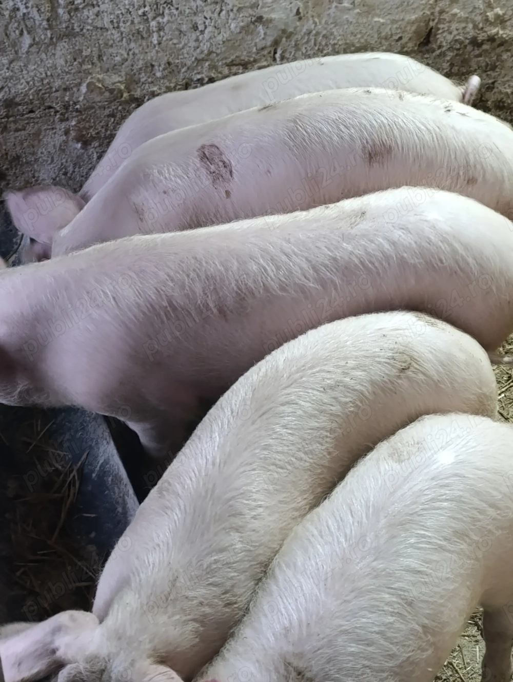 purceii și șoldani 