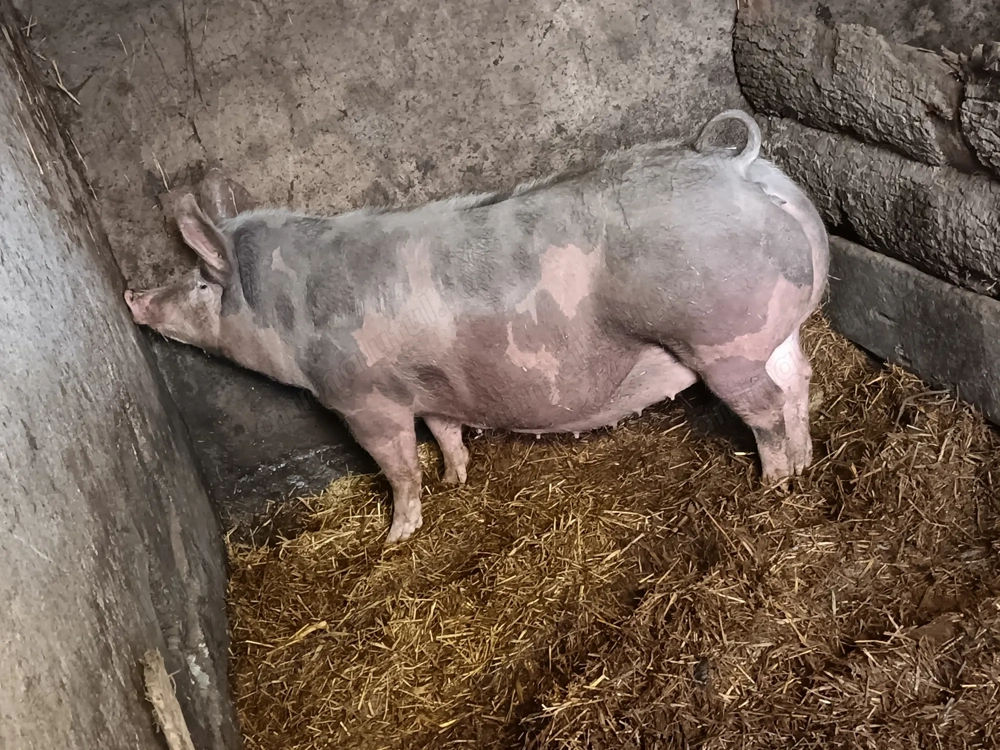 Vând purceii Petran belgian 