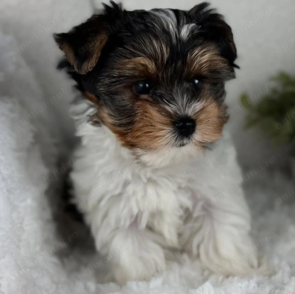 Yorkshire terrier beweir fetițe și baietei